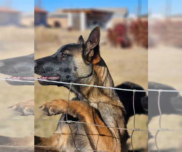 Medium Photo #4 Holland Shepherd-Unknown Mix Puppy For Sale in Imlay City, MI, USA