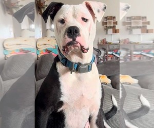 American Pit Bull Terrier-Unknown Mix Dogs for adoption in Germantown, OH, USA