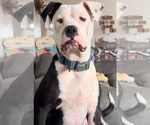 Small American Pit Bull Terrier Mix