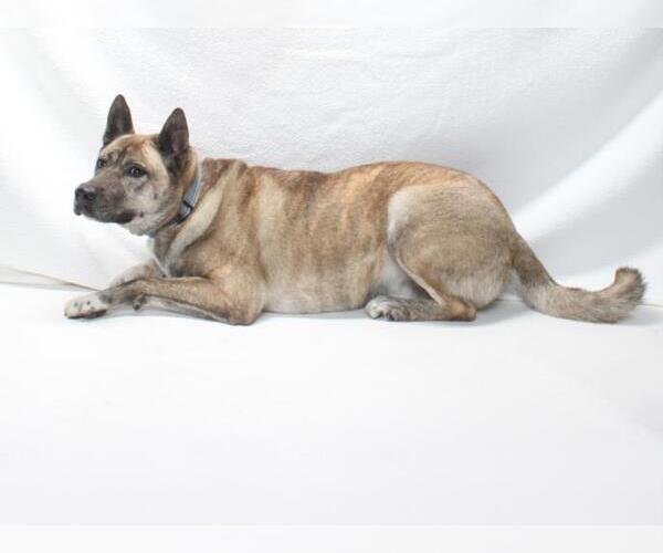 Medium Photo #2 Akita Puppy For Sale in Burbank, CA, USA