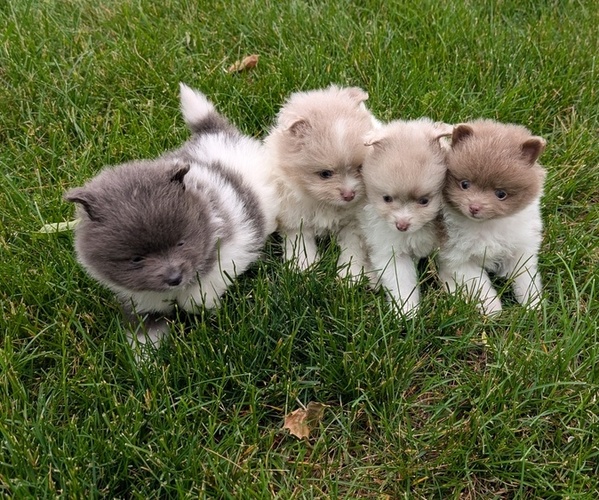 Medium Photo #23 Pomeranian Puppy For Sale in GOSHEN, IN, USA