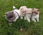 Small Photo #23 Pomeranian Puppy For Sale in GOSHEN, IN, USA