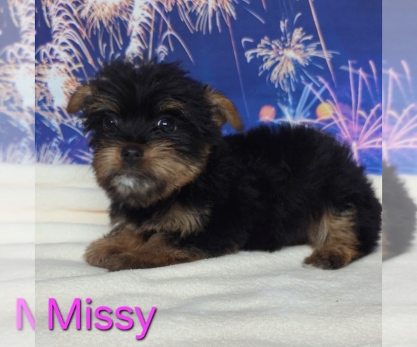 Medium Photo #1 Yorkshire Terrier Puppy For Sale in AZLE, TX, USA
