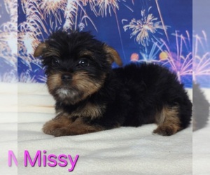 Yorkshire Terrier Puppy for sale in AZLE, TX, USA