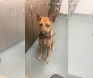 German Shepherd Dog Dogs for adoption in Baytown, TX, USA