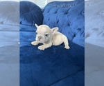 Small Photo #38 French Bulldog Puppy For Sale in HOUSTON, TX, USA