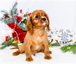 Small Photo #29 Cavalier King Charles Spaniel Puppy For Sale in WAKARUSA, IN, USA