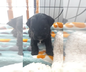 Poodle (Standard)-Shih Tzu Mix Puppy for sale in STAFFORD, VA, USA