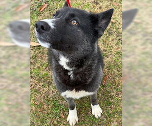 - Mix Dogs for adoption in Perry, GA, USA
