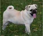 Small Photo #1 Pug Puppy For Sale in HARTLY, DE, USA