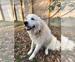 Small #8 Great Pyrenees