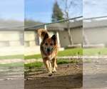 Small #3 Collie Mix