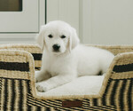 Puppy Eep purple English Cream Golden Retriever