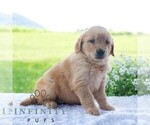 Small #3 Golden Retriever