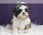 Small Photo #17 Shih Tzu Puppy For Sale in WARSAW, IN, USA