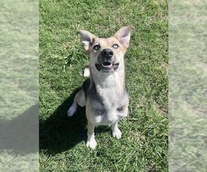 Gerberian Shepsky Dogs for adoption in Grand Prairie, TX, USA
