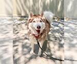 Small Siberian Husky Mix