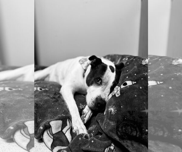 Medium Photo #4 Mutt Puppy For Sale in Virginia Beach, VA, USA