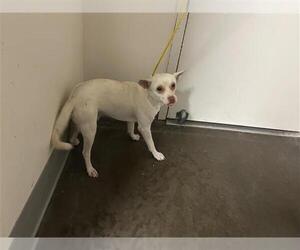 Chihuahua Dogs for adoption in Houston, TX, USA