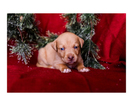 Small Photo #21 Australian Cattle Dog-Catahoula Leopard Dog Mix Puppy For Sale in WELLMAN, IA, USA