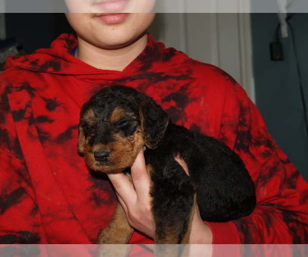 Medium Photo #13 Airedale Terrier Puppy For Sale in CHARLESTOWN, IN, USA
