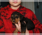 Puppy Colt Airedale Terrier