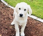Small Photo #15 English Cream Golden Retriever Puppy For Sale in UNIVERSITY PL, WA, USA