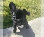Puppy 2 French Bulldog