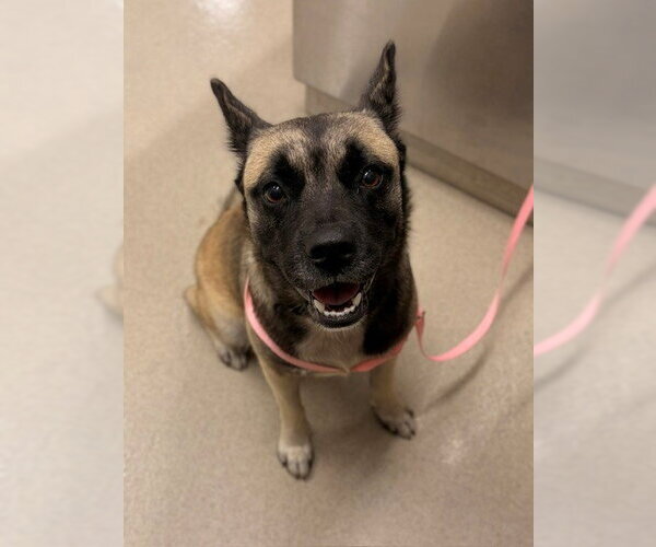 Medium Photo #1 German Shepherd Dog-Unknown Mix Puppy For Sale in Baytown, TX, USA