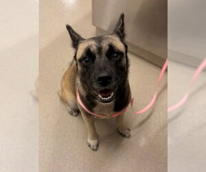German Shepherd Dog-Unknown Mix Dogs for adoption in Baytown, TX, USA