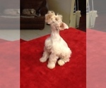 Small Photo #15 Schnauzer (Miniature) Puppy For Sale in COLONIAL HEIGHTS, TN, USA
