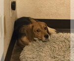 Small #5 Beagle