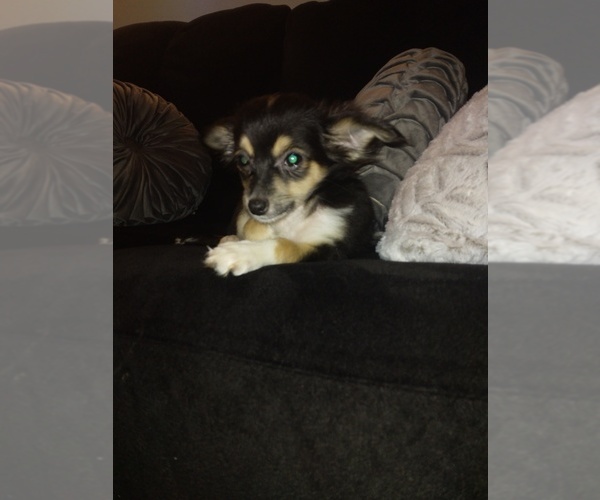 Medium Photo #1 Chihuahua Puppy For Sale in MATTHEWS, NC, USA