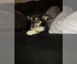 Chihuahua Puppy for sale in MATTHEWS, NC, USA