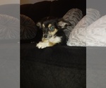 Small Photo #1 Chihuahua Puppy For Sale in MATTHEWS, NC, USA