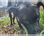 Small #3 Labrador Retriever Mix