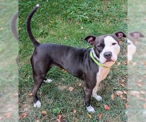 Mutt Dogs for adoption in Akron, OH, USA