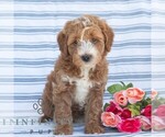 Image preview for Ad Listing. Nickname: Austin