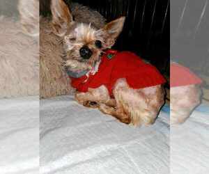 Mutt Dogs for adoption in Vail, AZ, USA