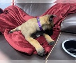 Small Photo #93 Belgian Malinois Puppy For Sale in REESEVILLE, WI, USA