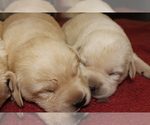 Small Photo #5 Labrador Retriever Puppy For Sale in BARDSTOWN, KY, USA