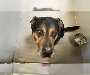 German Shepherd Dog-Unknown Mix Dogs for adoption in Modesto, CA, USA