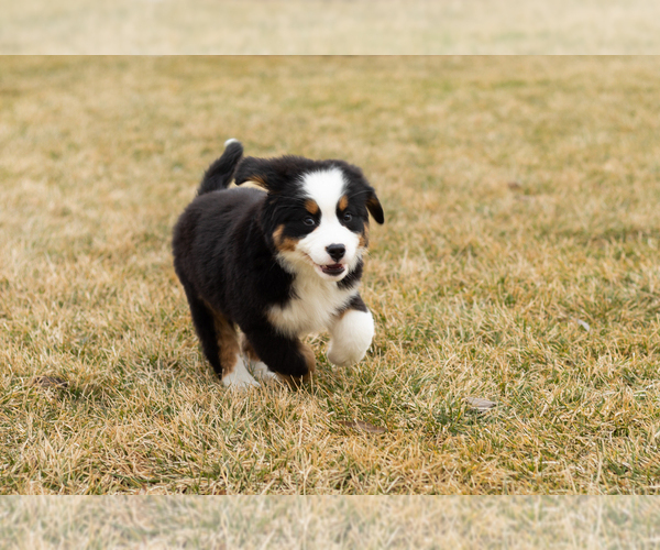 Medium Photo #65 Bernese Mountain Dog Puppy For Sale in MILLERSBURG, IN, USA