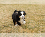 Small Photo #65 Bernese Mountain Dog Puppy For Sale in MILLERSBURG, IN, USA