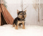 Small #1 Yorkshire Terrier