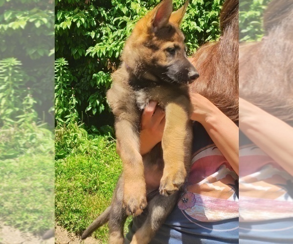 Medium Photo #3 German Shepherd Dog Puppy For Sale in BEAVER FALLS, PA, USA