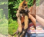Small #2 German Shepherd Dog