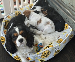 Father of the Cavalier King Charles Spaniel puppies born on 08/19/2026