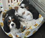 Small Photo #1 Cavalier King Charles Spaniel Puppy For Sale in PARKER, CO, USA