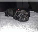 Small Photo #2 Labrador Retriever Puppy For Sale in REDDING, CA, USA
